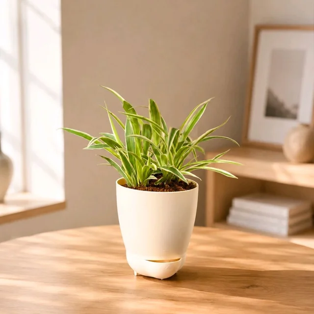 Web of Wins Spider Plant 🕸️