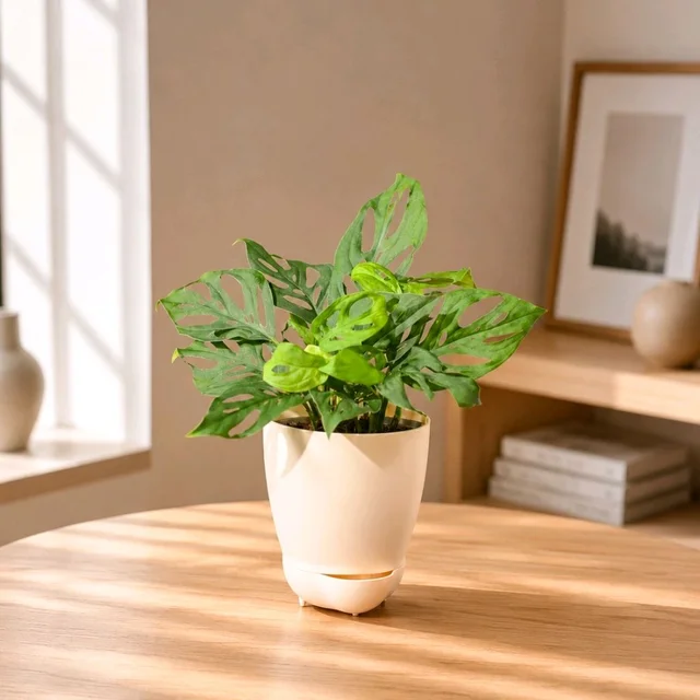 Healing Era Plant 💚