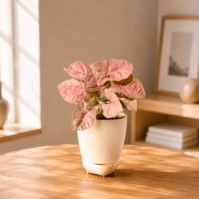 That Pink Energy Syngonium 🌸