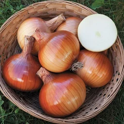 Onion 🧅 ପିଆଜ