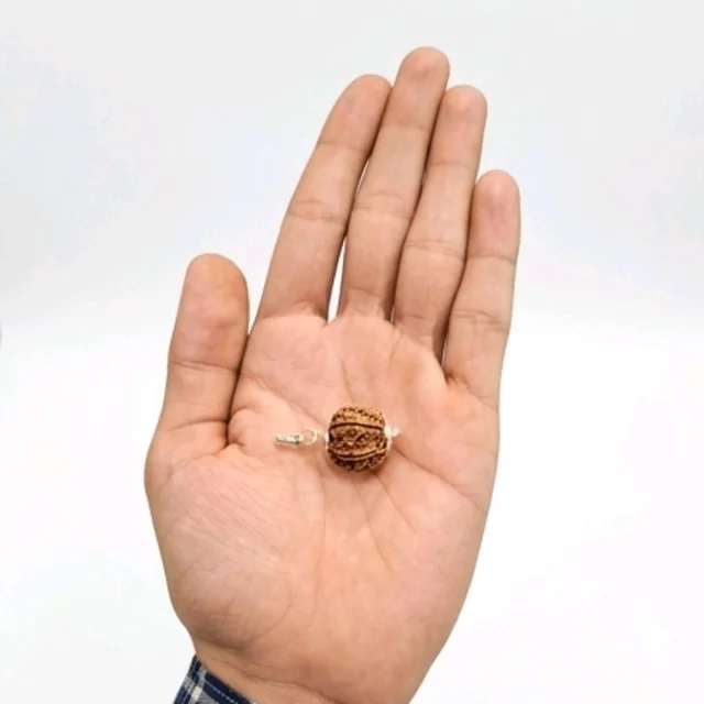 7 Face Rudraksha 