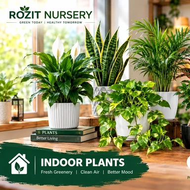 indoor
