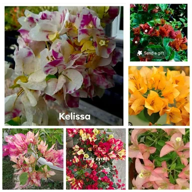 Flowering plants