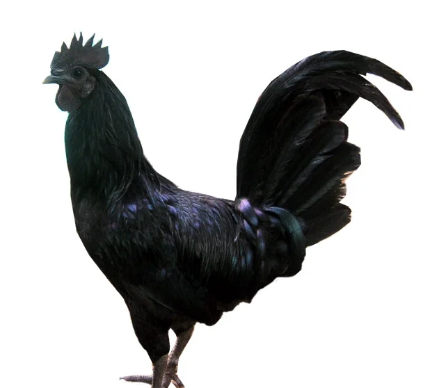 Kadaknath Meat - Approx ( 1 kg to 2kg ), Black