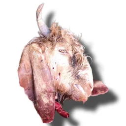 Mutton Mundi With Bheja - 1_Qty Medium size Head