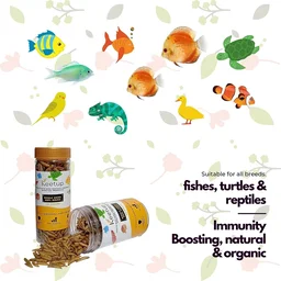 KEETUP Dried Black Soldier Fly Larvae Treat - Fish Food for Arowana, Oscar, Flowerhorn & Other Carnivorous Fishes - Omega 3 & 6, 50x More Calcium Than Mealworms - 100 Gm