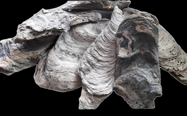 Natural Dead Coral For Decor Aquarium, Terrarium, Home & Garden etc.| Per Kg.