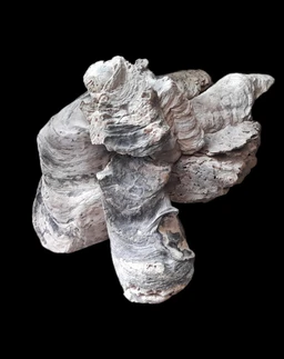 Natural Dead Coral For Decor Aquarium, Terrarium, Home & Garden etc.| Per Kg. - 1 Kg