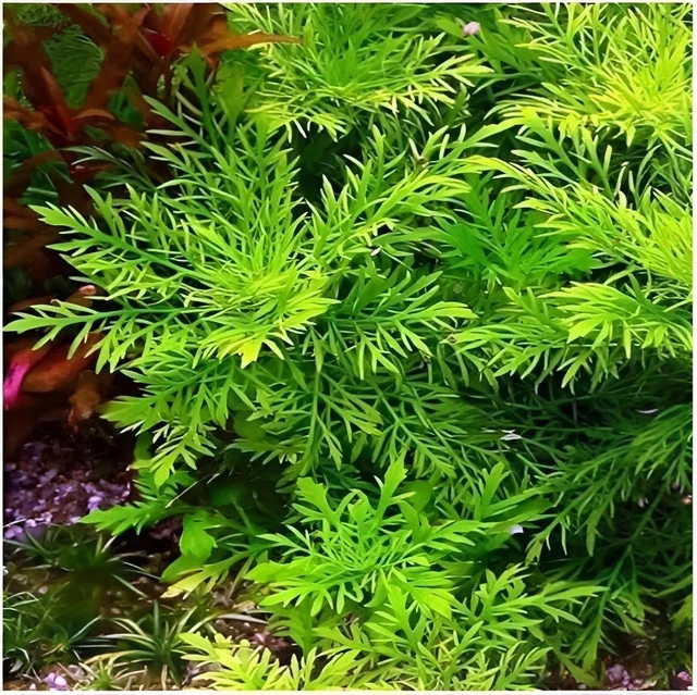 Water Wisteria ( Hygrophila difformis ) Live Aquarium Plant – Fast Growing & Easy| Aqua Rose - Green, 1 Stem