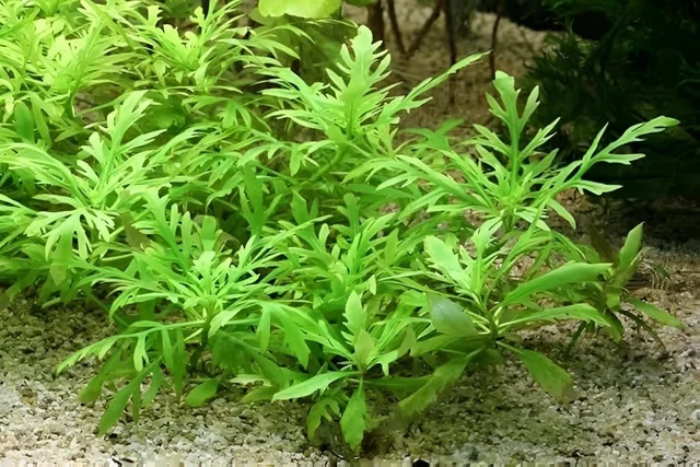Water Wisteria ( Hygrophila difformis ) Live Aquarium Plant – Fast Growing & Easy| Aqua Rose - Green, 1 Stem