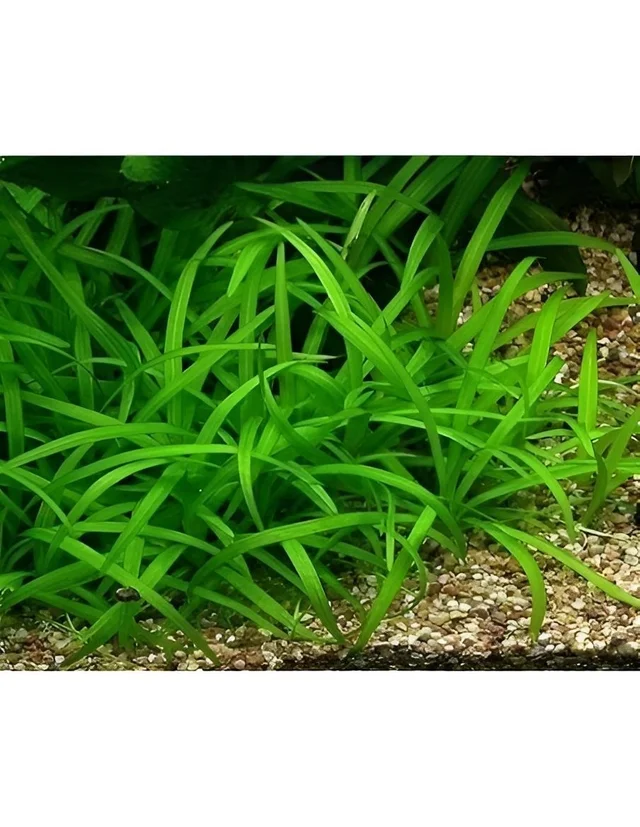 Dwarf Sagittaria (Sagittaria subulata) – Lush Aquatic Grass for Freshwater Aquariums