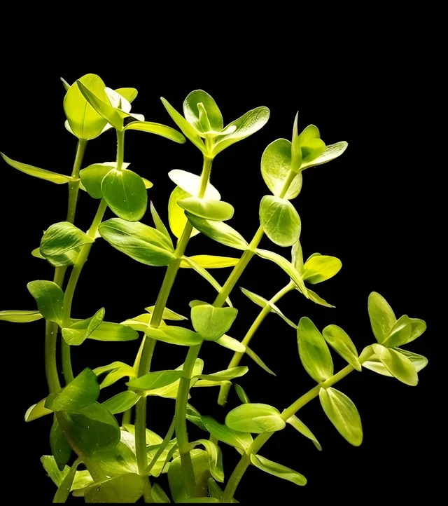 Bacopa Caroliniana – Lush Aquatic Stem Plant for Aquariums | Bacopa Caroliniana