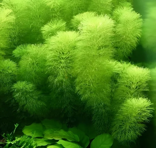 Aquarium Plant Ambulia Aquarium Plant (Limnophila sessiliflora) – Easy Fast-Growing Background Plant for Freshwater Aquariums - 1 Bundle, 15-20 Stem