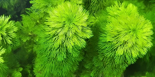 Aquarium Plant Ambulia Aquarium Plant (Limnophila sessiliflora) – Easy Fast-Growing Background Plant for Freshwater Aquariums - 1 Bundle, 15-20 Stem
