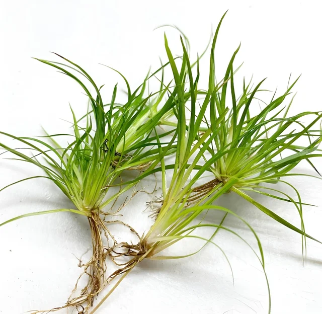 Juncus Repens Live Aquarium Plant | Freshwater Aquascaping Foreground & Midground Plant
