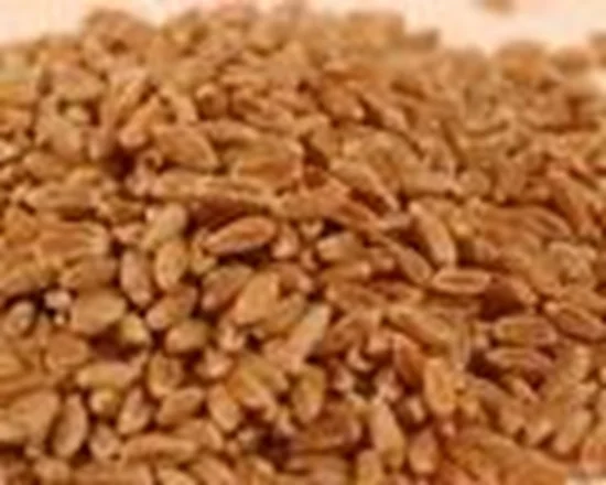 Wheat (Godumalu)